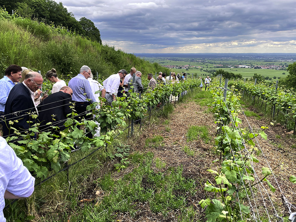 Sommerrückblick: Weinblütenfest 2022