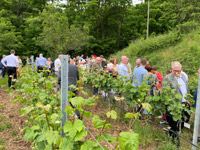 Senat der Wirtschaft, Weinblütenfest am Senatsweinberg in Burrweiler