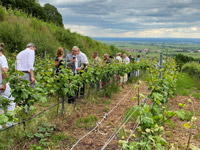 Senat der Wirtschaft, Weinblütenfest am Senatsweinberg in Burrweiler