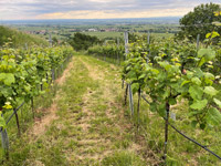 Senat der Wirtschaft, Weinblütenfest am Senatsweinberg in Burrweiler